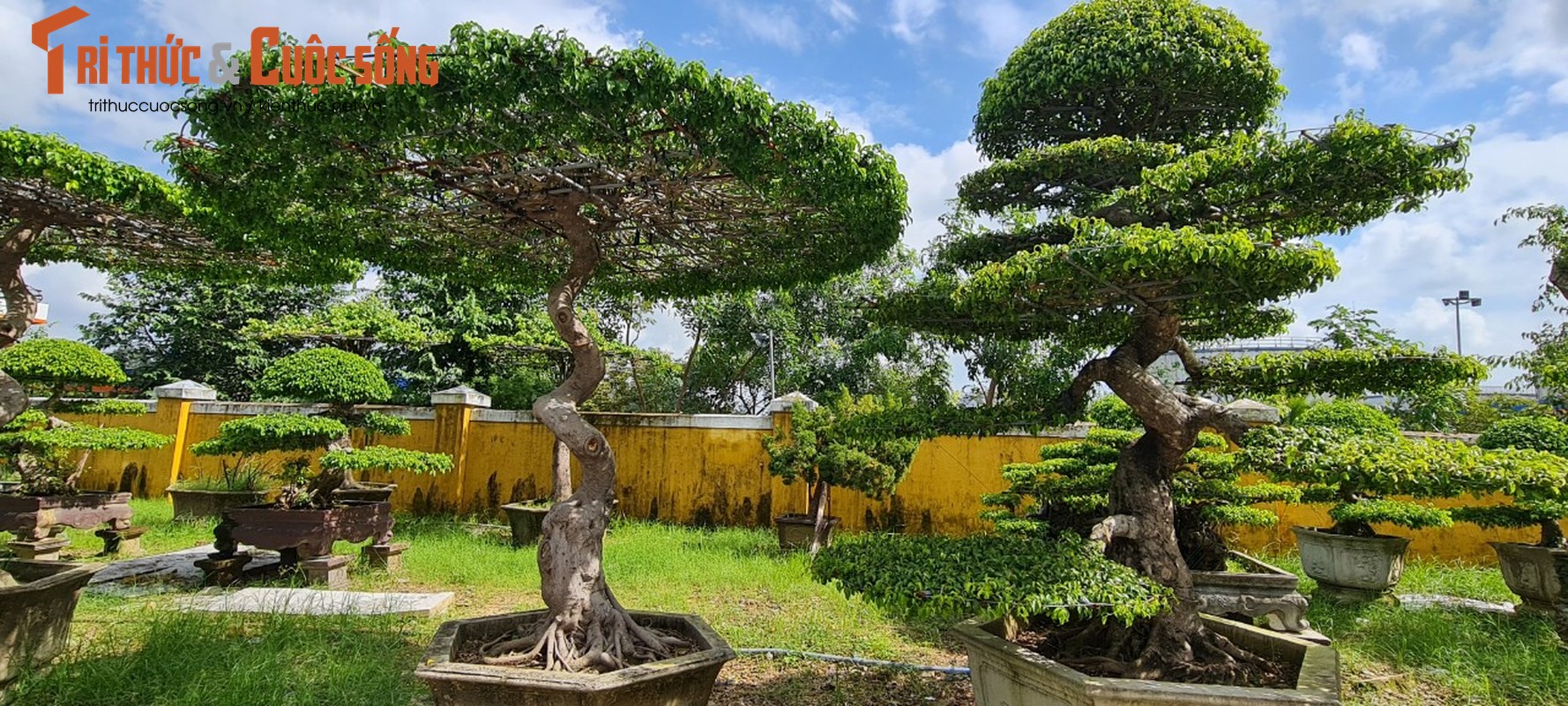 Ngam loat bonsai “phong thuy” trong nhom Tu linh khien nhieu nguoi san lung-Hinh-3