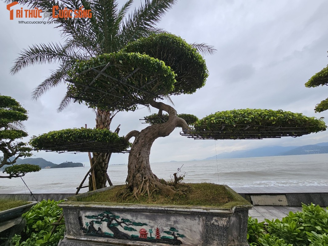 View - 	Loại cây từng làm hàng rào nay “lên đời” hút khách