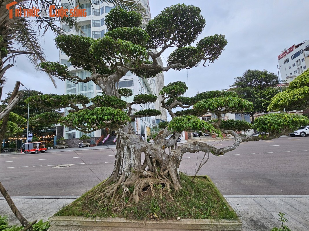 View - 	Loại cây từng làm hàng rào nay “lên đời” hút khách