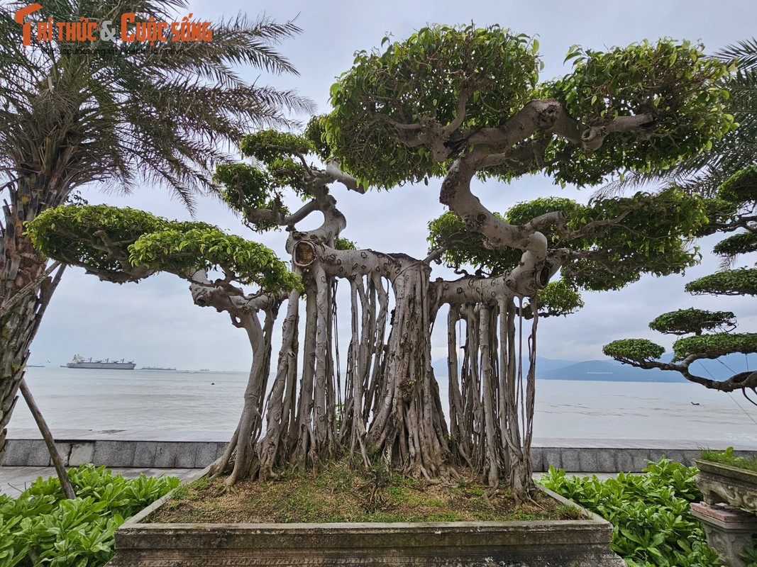 View - 	Loại cây từng làm hàng rào nay “lên đời” hút khách