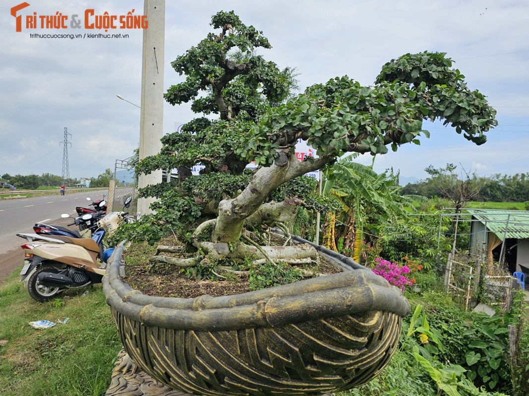 Cu duoi tram tuoi tren quoc lo, dai gia khong no luot qua-Hinh-12