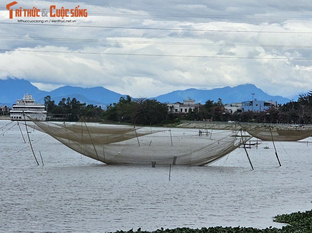 View - 	Đẹp ngỡ ngàng cung đường hoa ban tím ở ngoại ô Hội An