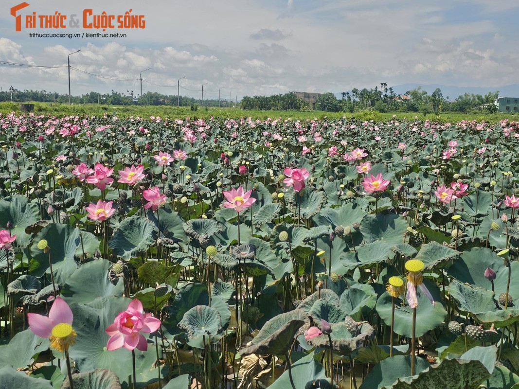 View - 	Quảng Nam Đẹp nao lòng mùa sen nở rộ nép mình bên nương lúa 