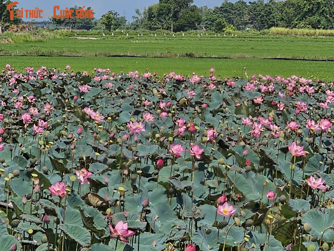 Quang Nam: Dep nao long mua sen no ro nep minh ben nuong lua-Hinh-5