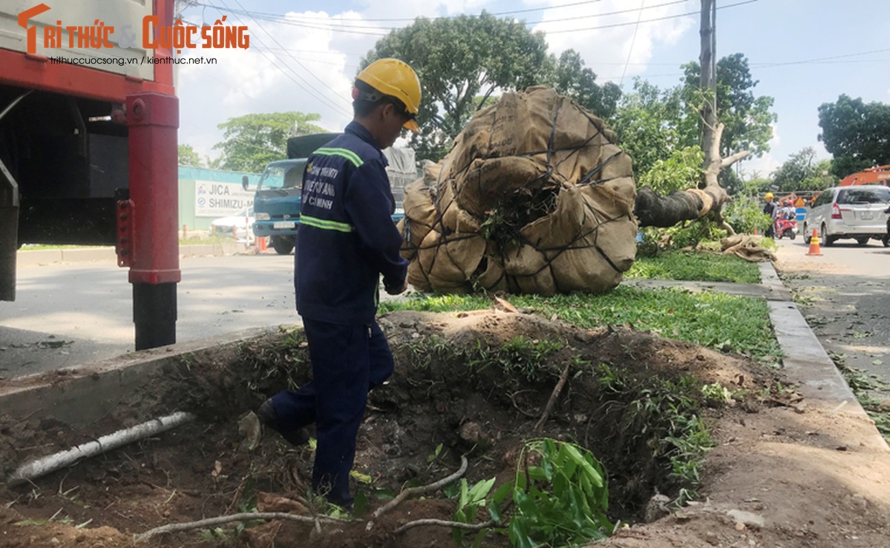 Ngo ngang canh don ha hang cay tren duong &quot;lang man&quot; nhat TPHCM-Hinh-3