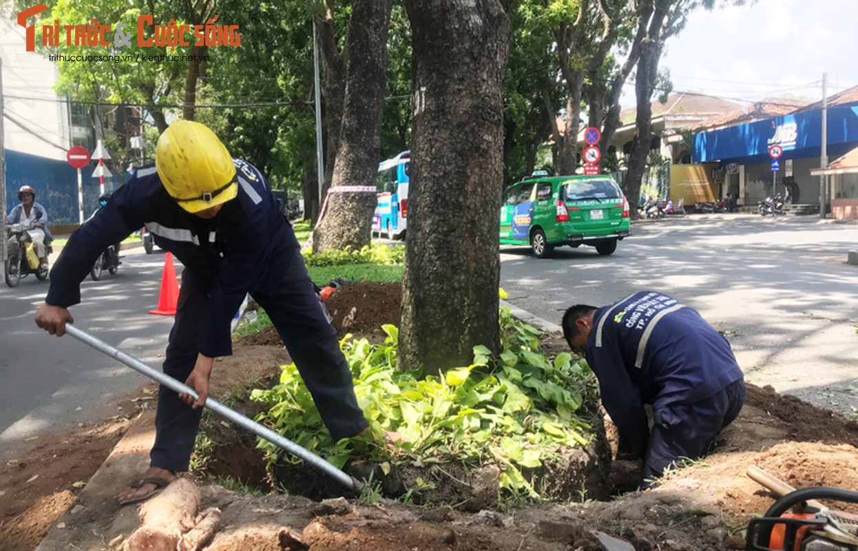 Ngo ngang canh don ha hang cay tren duong &quot;lang man&quot; nhat TPHCM-Hinh-4