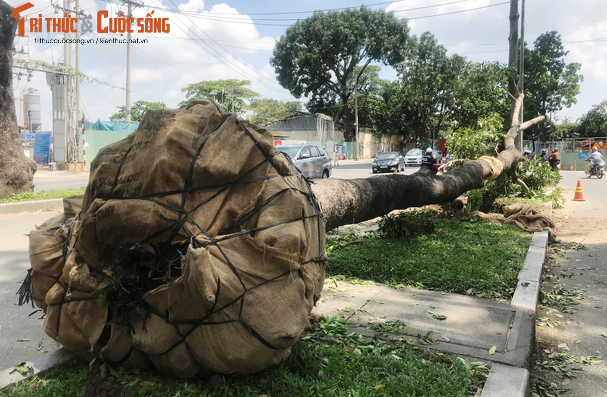 Ngo ngang canh don ha hang cay tren duong &quot;lang man&quot; nhat TPHCM-Hinh-7