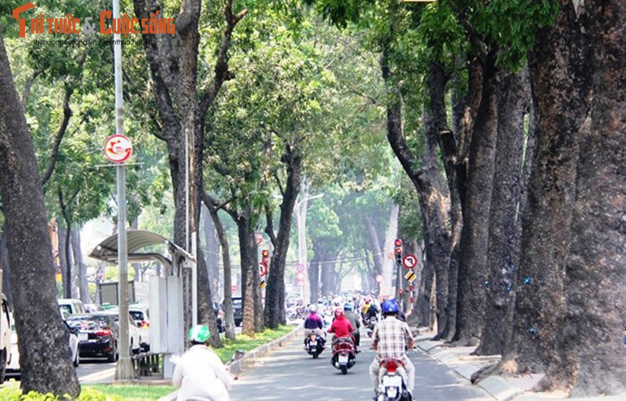 Ngo ngang canh don ha hang cay tren duong &quot;lang man&quot; nhat TPHCM-Hinh-15