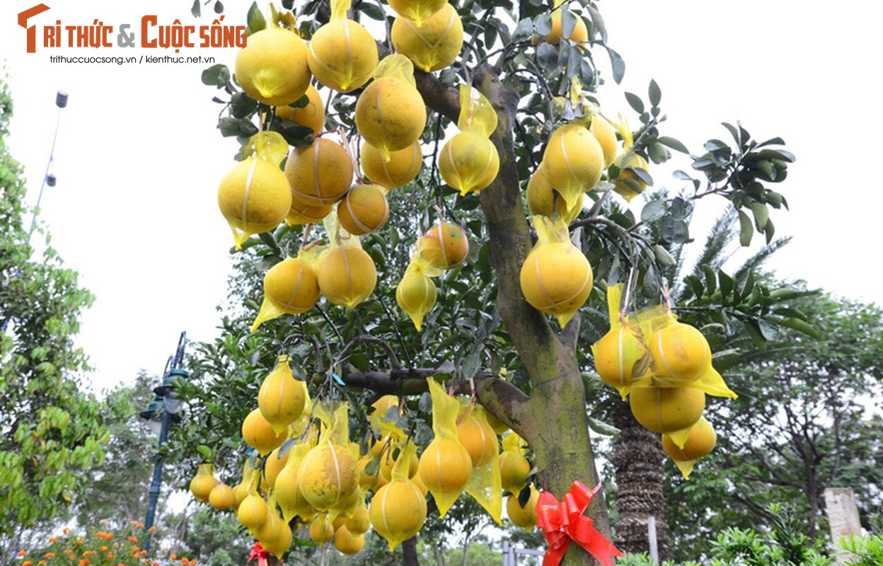 Nguoi dan Sai Gon “choang” voi buoi Tet 70 trieu dong/cay-Hinh-8