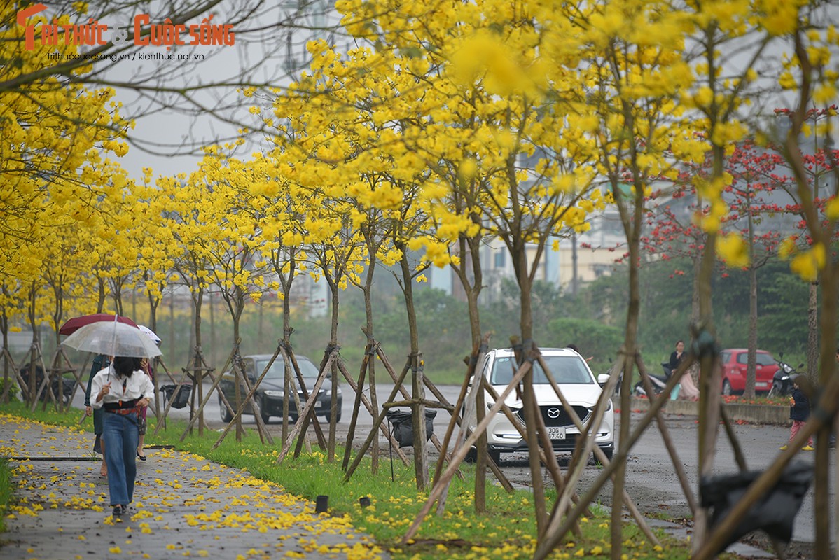 Hoa Phong Linh no ro, nguoi dan check-in duong hoa dep nhat Ha Noi-Hinh-7