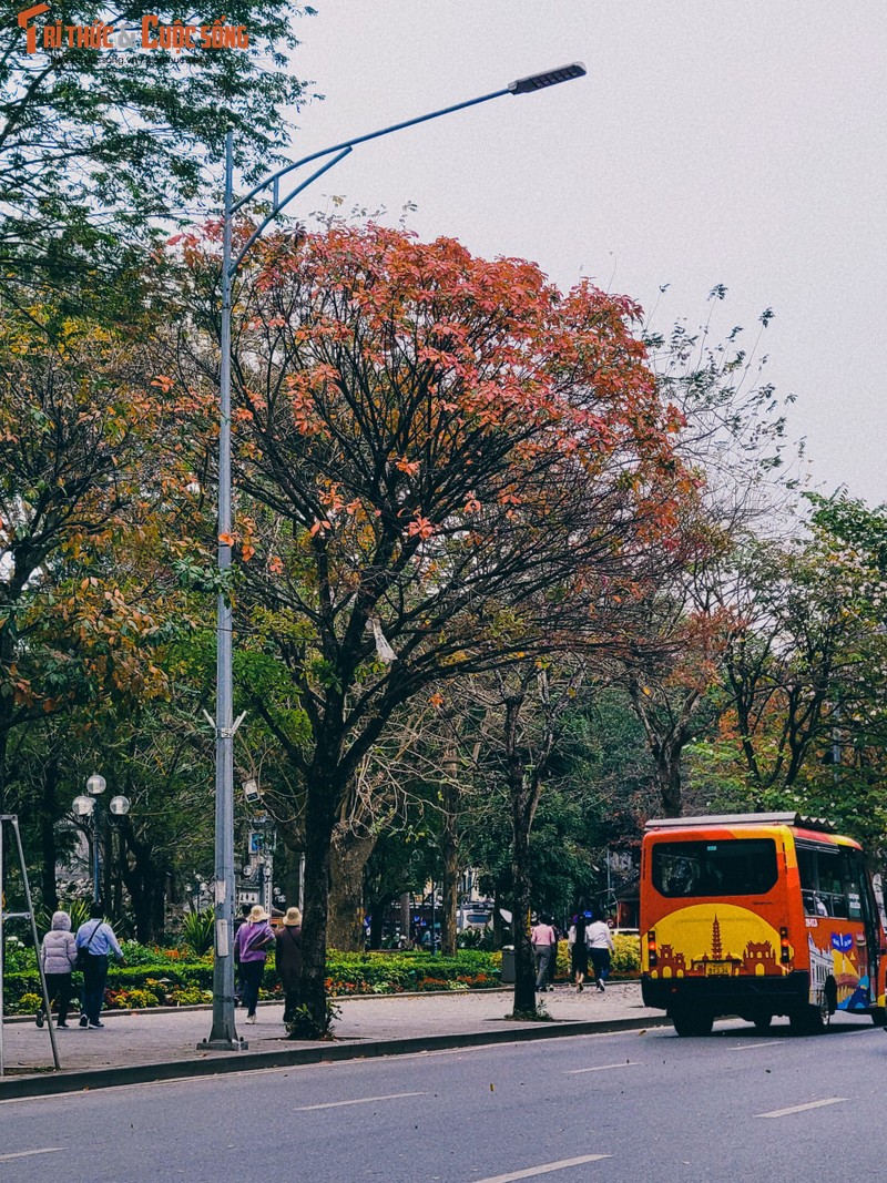 Ha Noi mua la do, “7749” dia chi dung vao la co anh dep