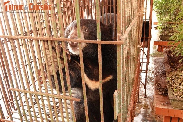 Vua duoc giai cuu, 3 chu gau o Nam Dinh 