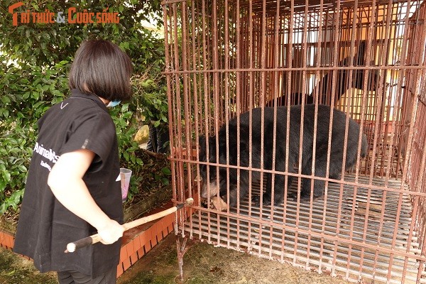 Vua duoc giai cuu, 3 chu gau o Nam Dinh 