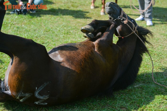 Ngam nhung chu ngua sieu cute tai hoi dua ngua Bac Ha-Hinh-2