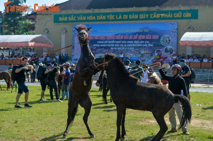 Ngam nhung chu ngua sieu cute tai hoi dua ngua Bac Ha-Hinh-4