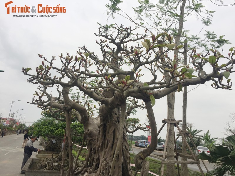 Sieu pham cay da co tram tuoi bac ty cua dai gia Ha Noi-Hinh-6