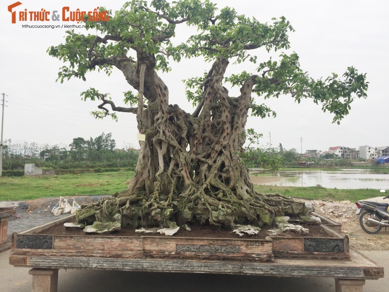 Hai cay canh tram tuoi moc tren da sieu dep cua dai gia Ha Noi