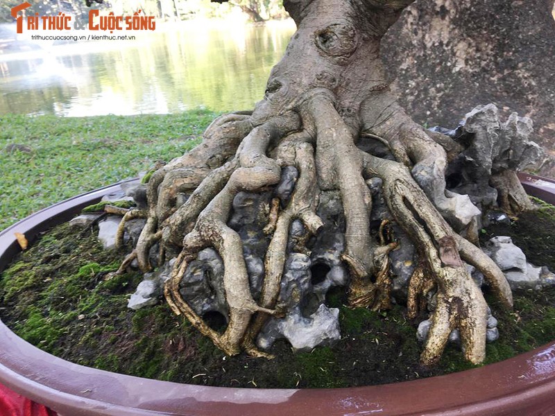 Ky di loat bonsai khong la the doc hut hon dan choi-Hinh-10