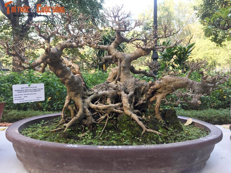 Ky di loat bonsai khong la the doc hut hon dan choi-Hinh-3