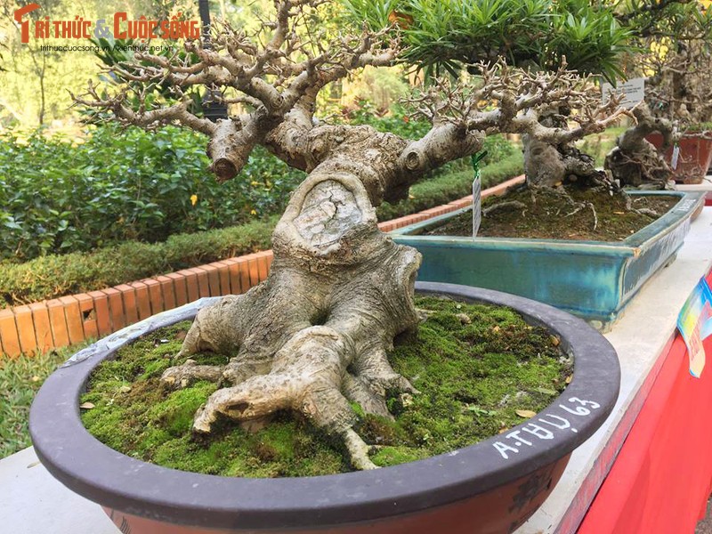 Ky di loat bonsai khong la the doc hut hon dan choi-Hinh-4
