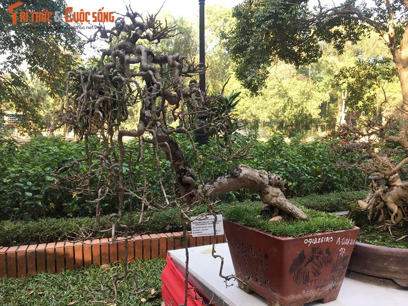 Ky di loat bonsai khong la the doc hut hon dan choi-Hinh-6