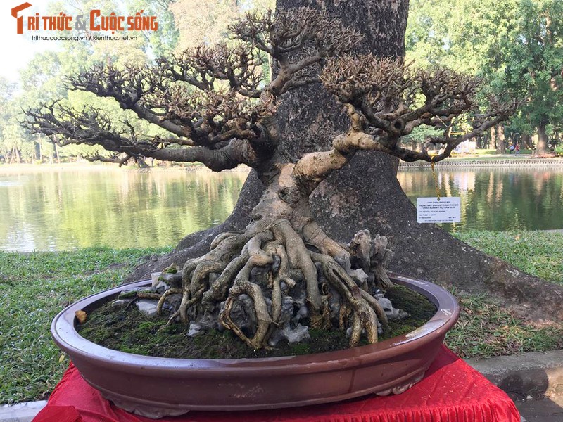 Ky di loat bonsai khong la the doc hut hon dan choi-Hinh-8