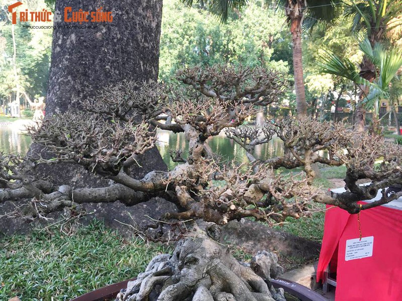 Ky di loat bonsai khong la the doc hut hon dan choi-Hinh-9