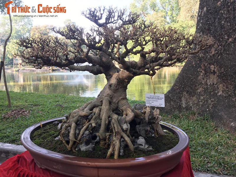 Kho nhu cui, lai khong co la, bonsai sanh co van sieu dep-Hinh-10