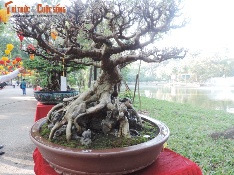 Kho nhu cui, lai khong co la, bonsai sanh co van sieu dep-Hinh-6