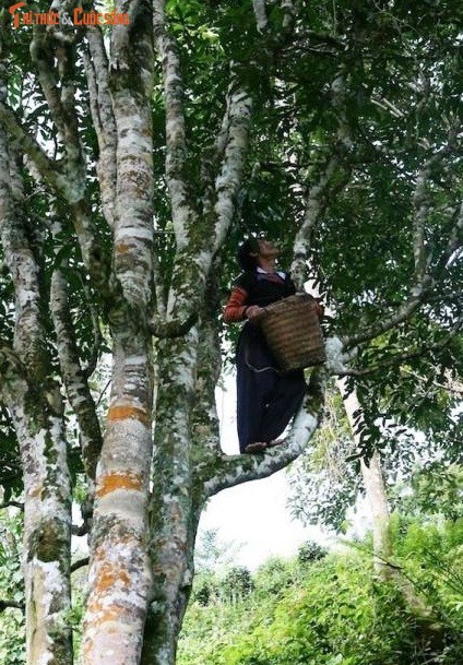 Doc dao nhung cay che khong lo 500 nam tuoi giua bien may Ta Xua-Hinh-2