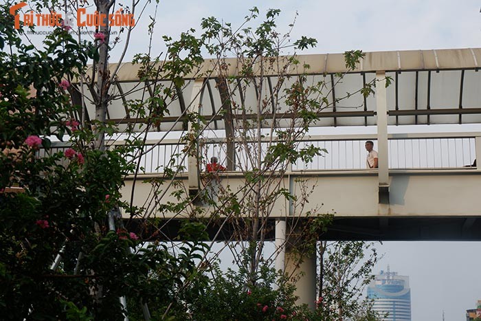 Phong la do o Ha Noi khong doi mau, chet heo sau gan 2 nam trong-Hinh-8