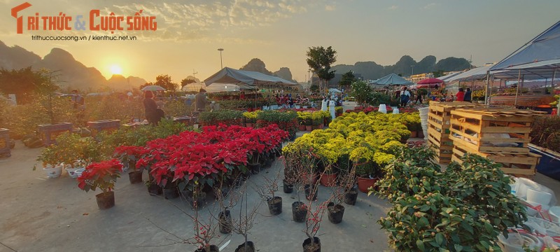 Nguoi dan Quang Ninh ngam hoa Xuan, tam quen met moi vi COVID-19