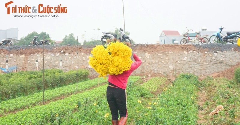 Ngam thung lung hoa giua vung dong bang chiem trung-Hinh-4