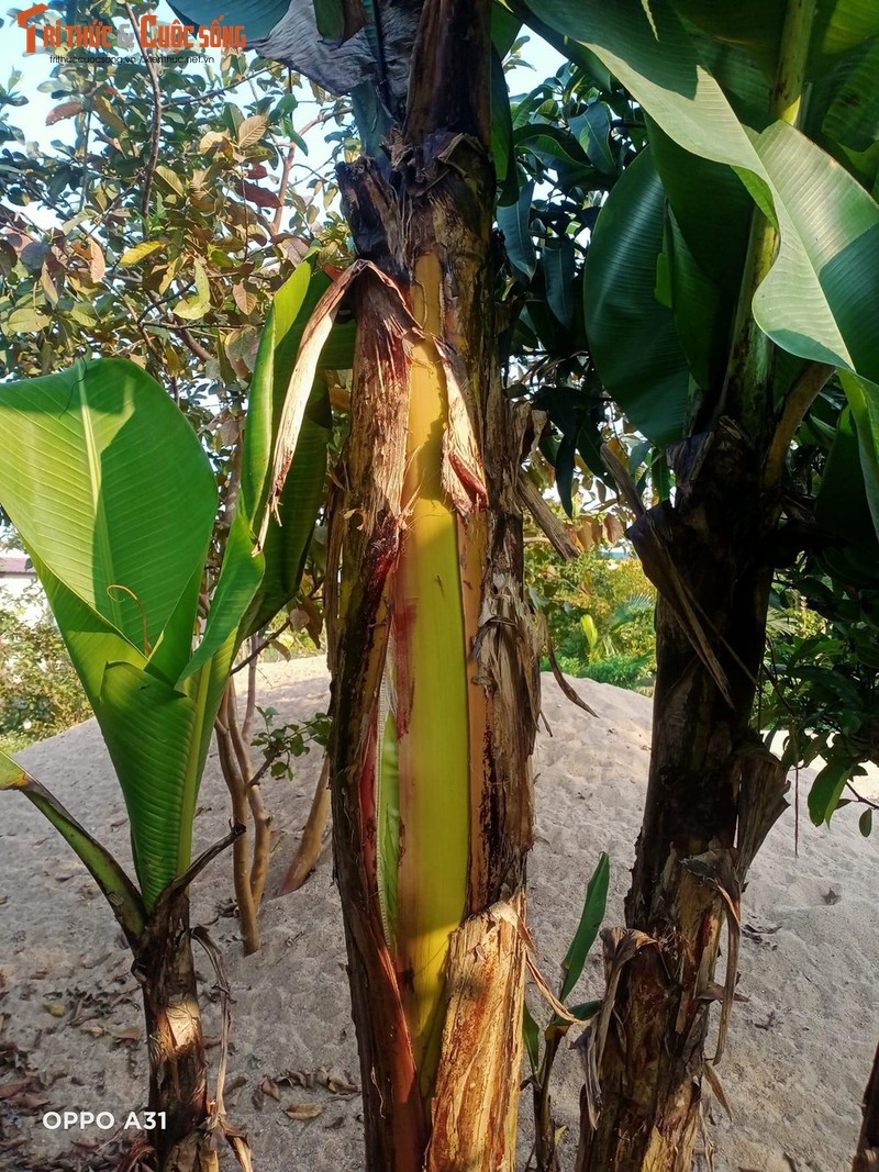 La lung cay chuoi nut ngang than de tro buong o Ha Tinh-Hinh-2