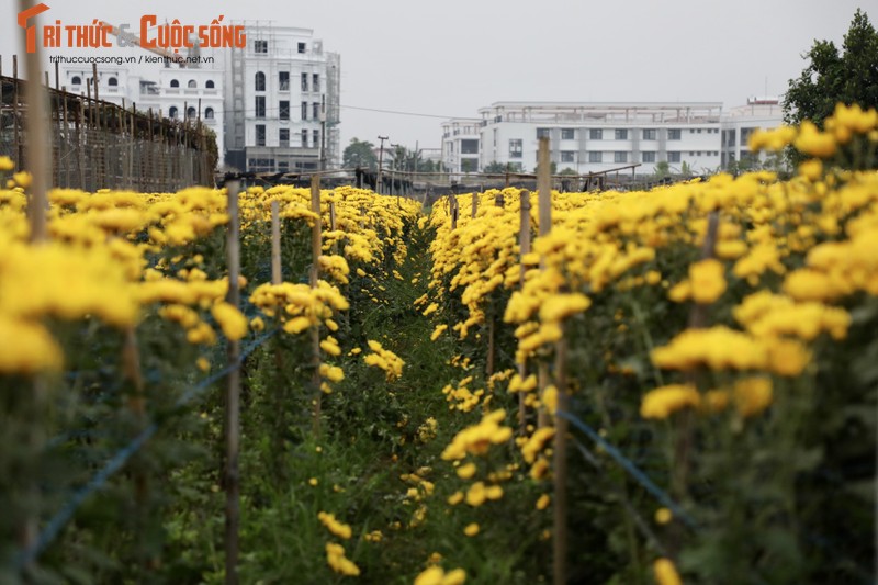 Lang hoa lon nhat Ha Noi lo mat gia, so hoa no truoc Tet-Hinh-2