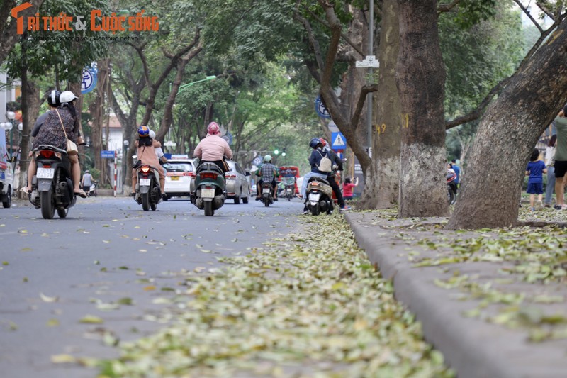 Du khach nuoc ngoai thich thu voi pho Phan Dinh Phung mua la rung-Hinh-12