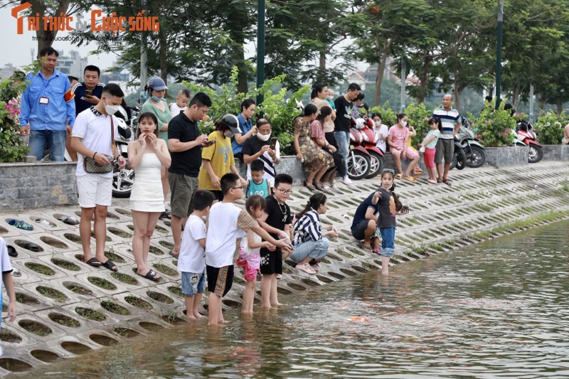 8 tan ca Koi tha xuong Ho Tay thu hut nguoi dan toi vui choi-Hinh-9