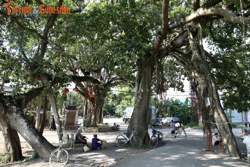 Chiem nguong cay da 9 goc tren 500 tuoi o ngoai thanh Ha Noi-Hinh-2