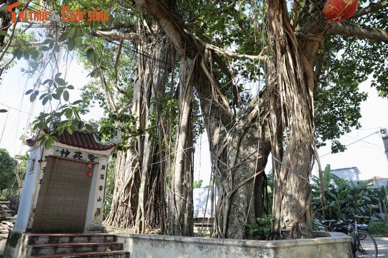 Chiem nguong cay da 9 goc tren 500 tuoi o ngoai thanh Ha Noi-Hinh-4