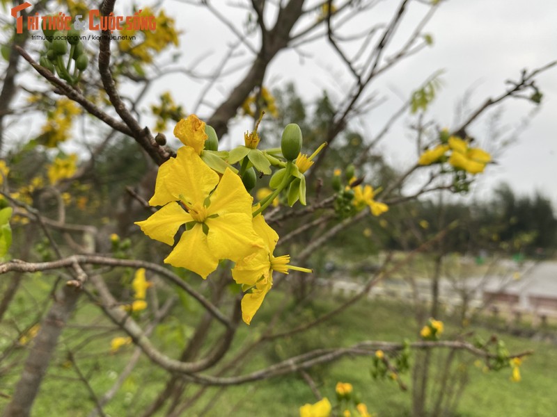 Ngam mai vang no ro ben khu mo Dai tuong Vo Nguyen Giap-Hinh-6