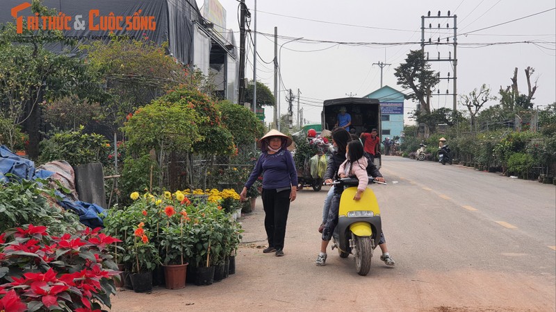 Du am COVID-19, lang hoa Xuan Quan kem nhon nhip ngay can Tet-Hinh-17