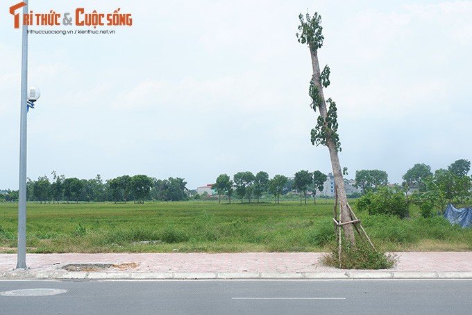 Ha Noi: Dan buc xuc vi hang cay chet kho tren con duong tram ty-Hinh-10