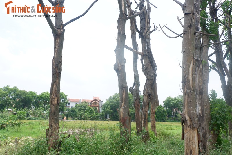 Ha Noi: Dan buc xuc vi hang cay chet kho tren con duong tram ty-Hinh-12