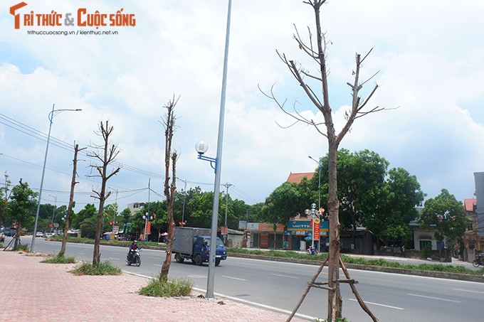 Ha Noi: Dan buc xuc vi hang cay chet kho tren con duong tram ty-Hinh-3