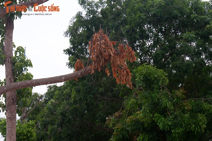 Ha Noi: Dan buc xuc vi hang cay chet kho tren con duong tram ty-Hinh-7