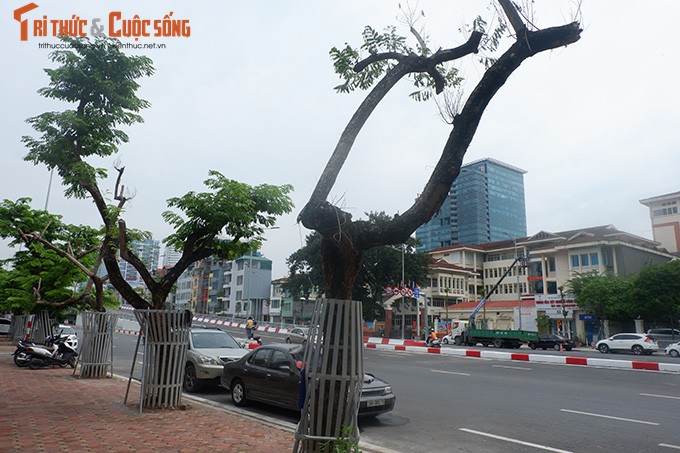 Hang sua tien ty o Ha Noi phai truyen dich de cuu van su song-Hinh-3