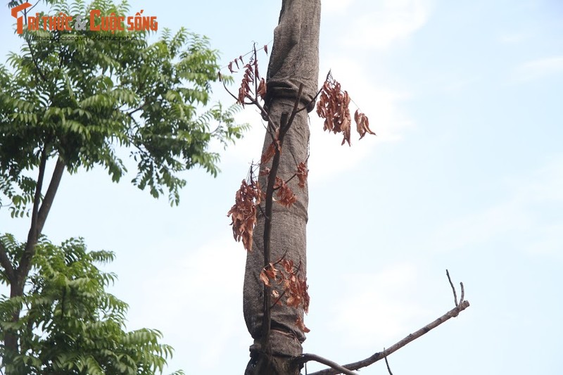 Hang loat cay xanh chet kho tren duong Truong Chinh-Hinh-11