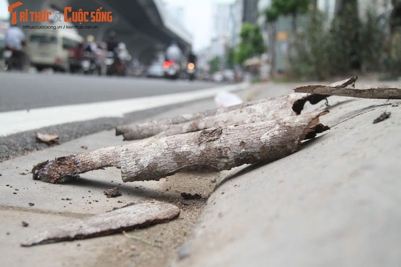 Hang loat cay xanh chet kho tren duong Truong Chinh-Hinh-12