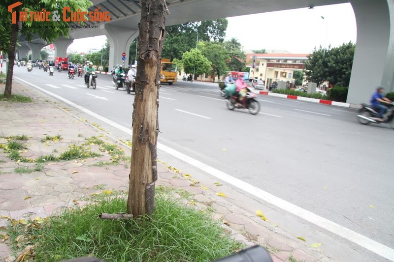 Hang loat cay xanh chet kho tren duong Truong Chinh-Hinh-5