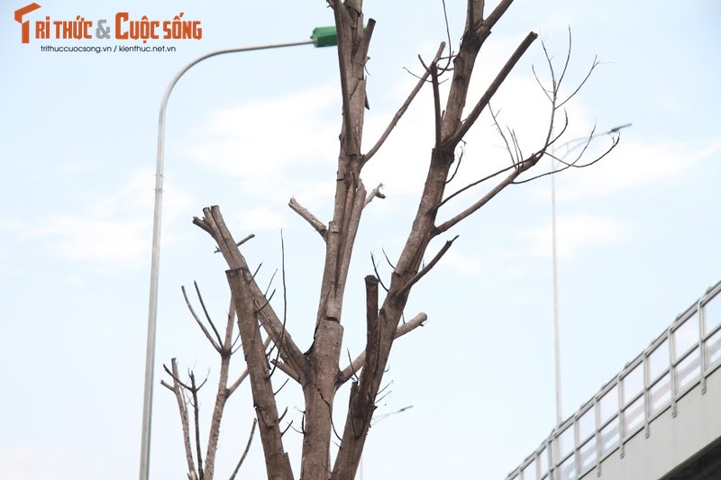 Hang loat cay xanh chet kho tren duong Truong Chinh-Hinh-9